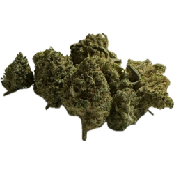 Lemon PoP Small Bud indoor