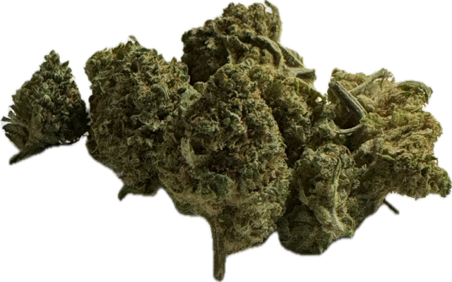 Lemon PoP Small Bud indoor